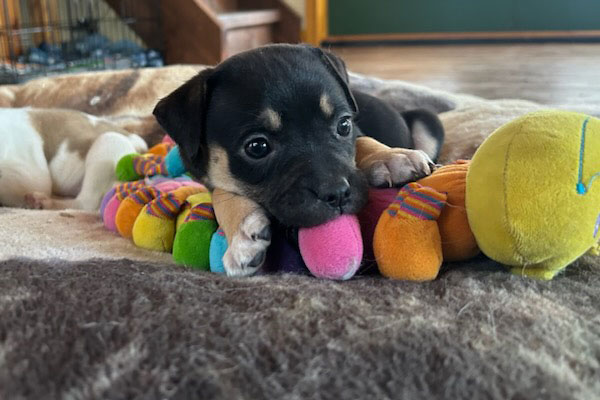 minnie2