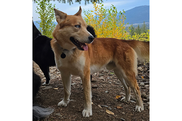 koda1
