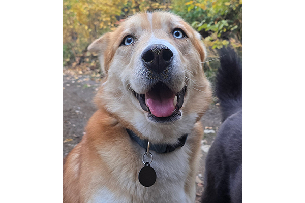 koda2