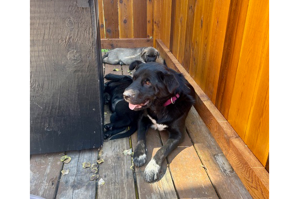 nellie4