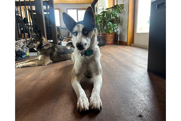koda11