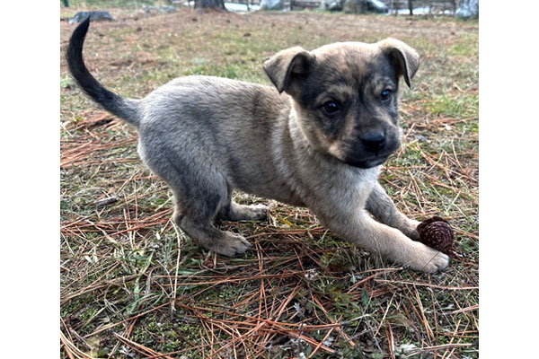 nala1
