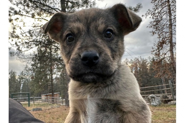 nala2
