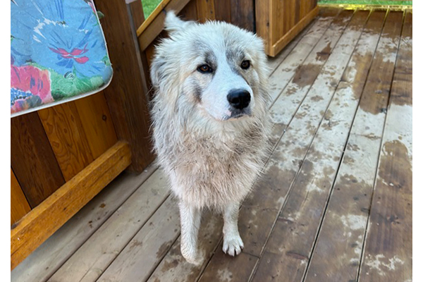 odin2