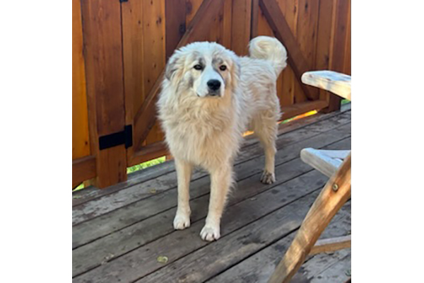 odin3