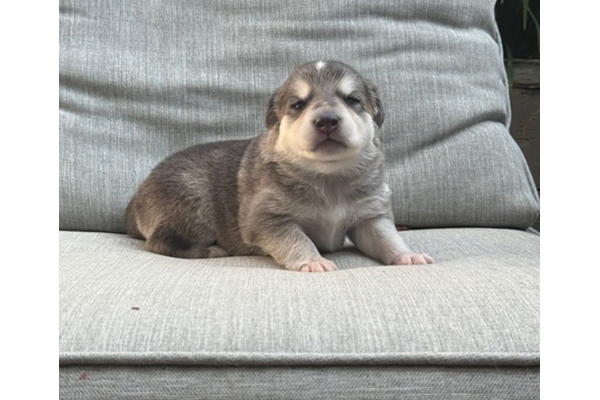 delilah1