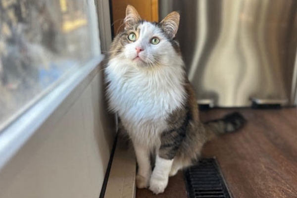 fluffy1