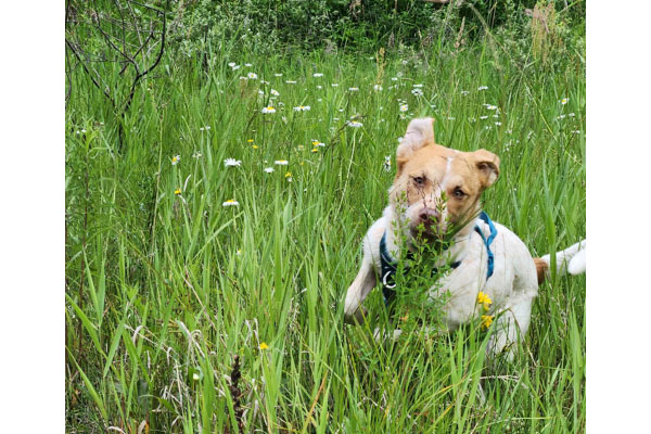 willow12